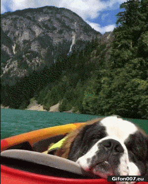 Nice Video, Dog, Nature, Mountains, Gif