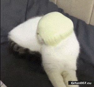 Very Funny Video, Cat, Wig, Gif
