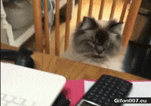 Funny Video, Angry Cat, Gif