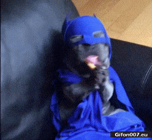 Funny Video, Batman Dog, Eating, Gif