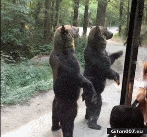 Funny Video, Bears, Eating, Gif