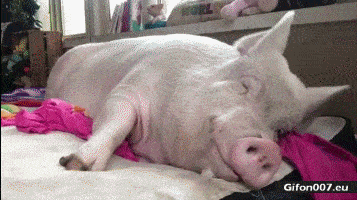 Funny Video, Big Pig, Sleeping, Gif