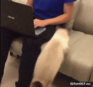 Funny Video, Cat, Computer, Gif