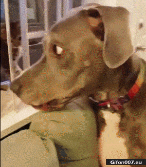 Funny Video, Cat, Dog, Gif