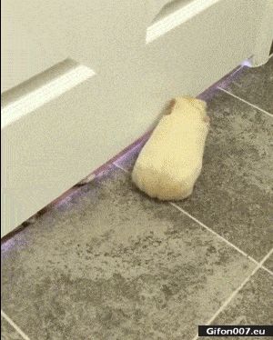 Funny Video, Cat Paw, Guinea Pigs, Gif