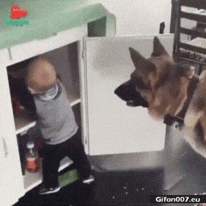 Funny Video, Child, Feed Dog, Gif