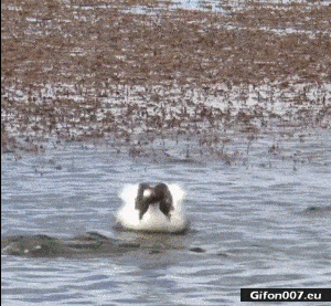 Funny Video, Crazy Birds, Water, Gif
