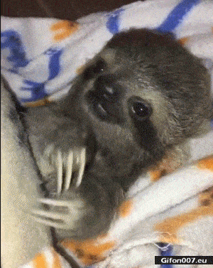 Funny Video, Cute Baby Sloth, Gif