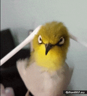 Funny Video, Cute Parrot, Gif