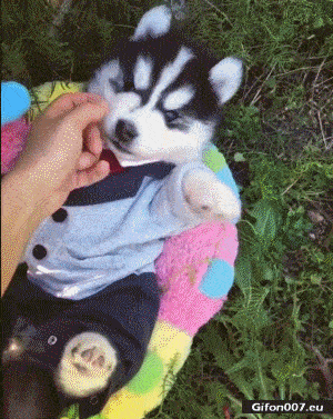 Funny Video, Cute Puppy Husky, Gif