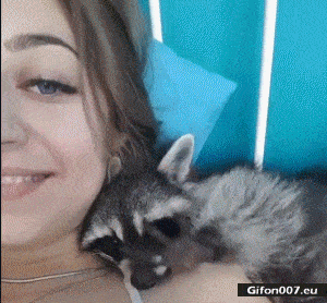Funny Video, Cute Raccoon, Gif