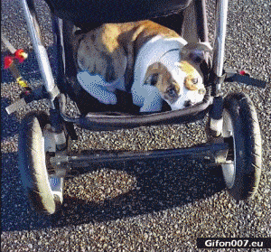Funny Video, Dog, Baby Carriage, Gif