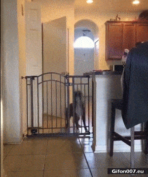 Funny Video, Dog Jumping, Fence, Gif