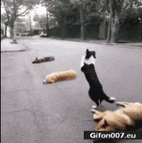 Funny Video, Dog Jumping, Gif