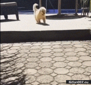 Funny Video, Dog Jumps, Step, Gif