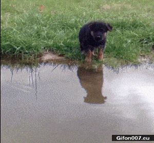 Funny Video, Dog Jumps into Water, Gif