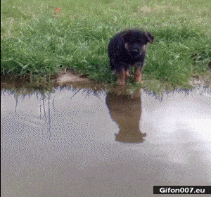 Funny Video, Dog Jumps into Water, Gif