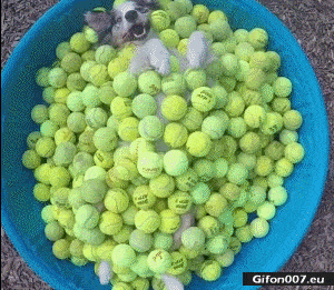 Funny Video, Dog, Lie, Tennis Balls, Gif