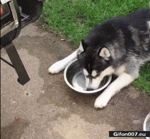 Funny Video, Dog Makes Water Bubbles, Gif