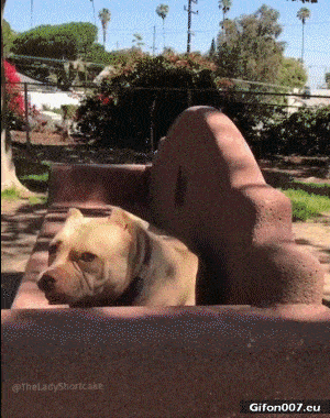 Funny Video, Dog Relaxing, Bench, Gif