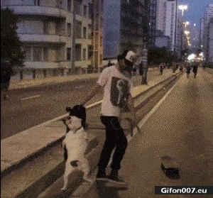 Funny Video, Dog, Skateboard, Gif