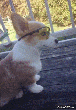 Funny Video, Dog, Sunglasses, Gif