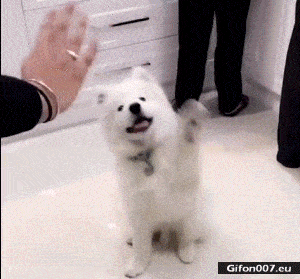 Funny Video, Dog, Wave, Gif