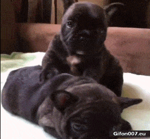 Funny Video, Dogs, Massage, Gif