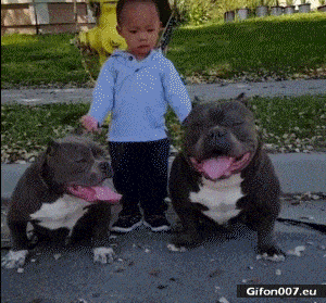 Funny Video, Dogs, Tongue, Child, Gif