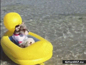 Funny Video, Dogs, Water, Duck, Gif