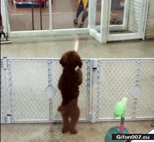 Funny Video, Happy Dog, Jumping, Gif