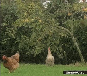 Funny Video, Hen, Jumping, Tree, Gif