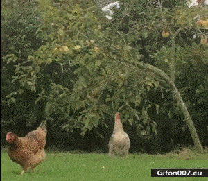Funny Video, Hen, Jumping, Tree, Gif