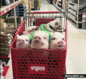 Funny Video, Pigs, Dog, Shopping Cart, Gif