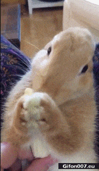 Funny Video, Rabbit, Eating, Banana, Gif