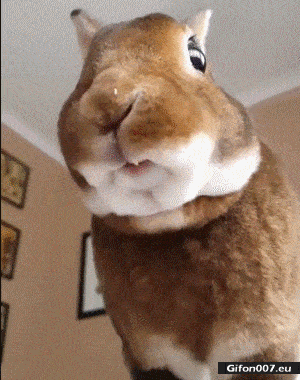 Funny Video, Rabbit Eating, Gif