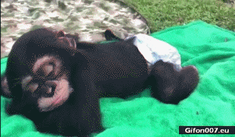 Funny Video, Relaxing Monkey, Gif