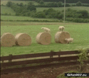 Funny Video, Sheeps, Jumping, Haystack, Gif