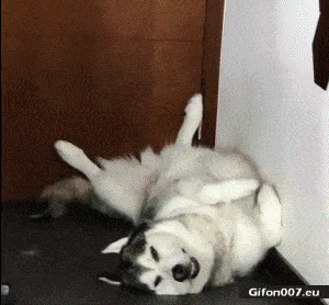 Funny Video, Tired Dog, Gif