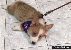 Funny Video, Very Lazy Dog, Gif