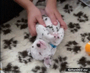 Nice Cute Puppy, Video, Gif