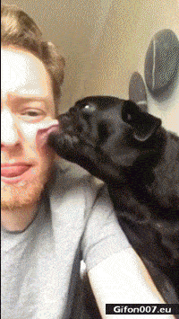 Very Funny Video, Dog Licking, Man, Gif