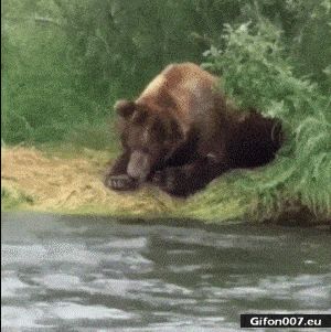 Video, Brown Bear Fishing, Gif