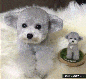 Video, Cute Dog, Soft Toy, Gif