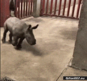 Funny Video, Baby Rhinoceros, Gif