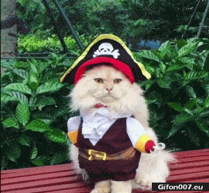 Funny Video, Cat, Pirate Costume, Gif