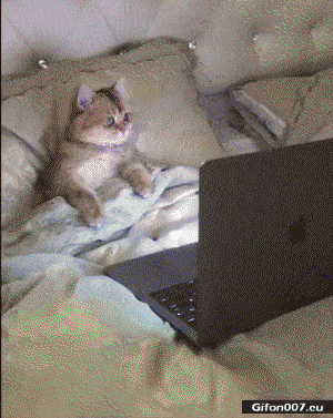 Funny Video, Cat, Watching Film, Gif