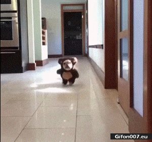 Funny Video, Cute Puppy, Costume, Running, Gif