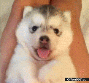 Gif 1011: Funny Video, Cute Dog, Yawn, Gif | Gifon007.eu